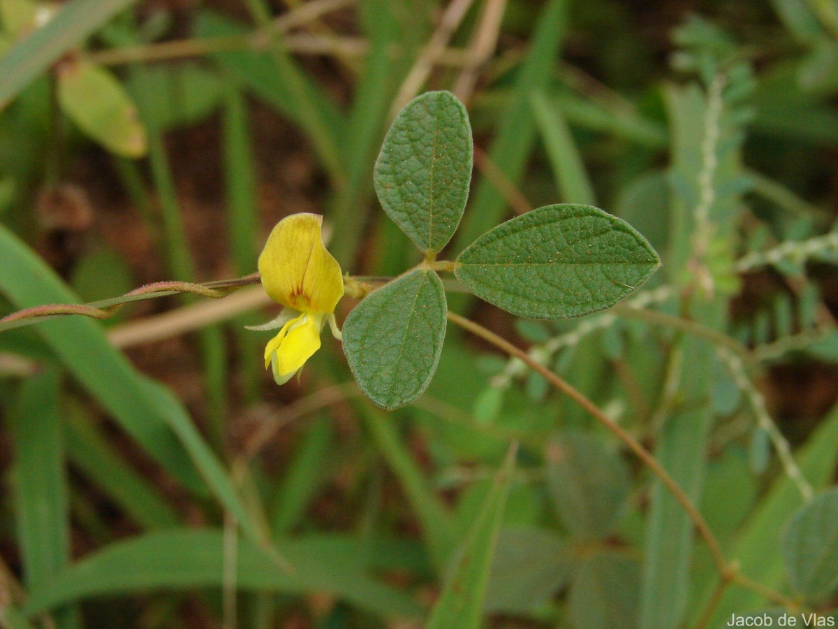 Cajanus scarabaeoides (L.) Thouars